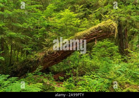 Moss-covered tree in the rainforest, Olympic National Park, Washington, USA Stock Photo