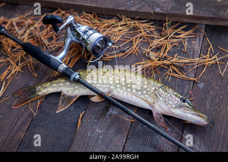 Freshwater Northern pike fish know as Esox Lucius and fishing rod with reel lying on vintage wooden background with yellow leaves at autumn time. Fish Stock Photo