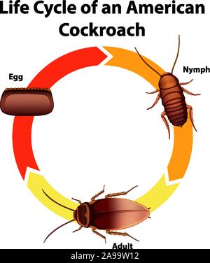 Diagram showing life cycle of cockroach illustration Stock Vector Image ...