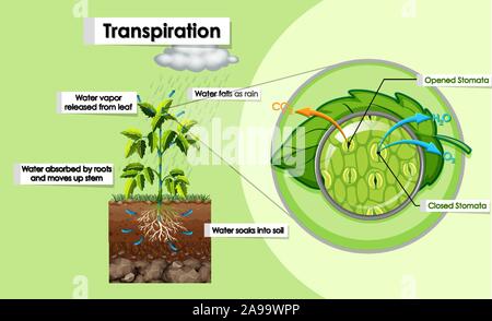 Diagram showing transpiration in plant illustration Stock Vector