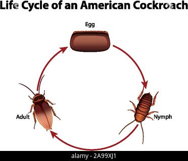 Diagram showing life cycle of cockroach Stock Vector Image & Art - Alamy