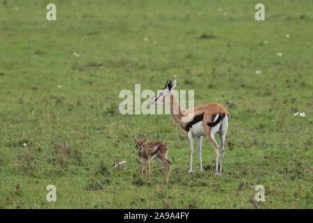 Baby thomson's gazelle with its mom in the african savannah. Stock Photo