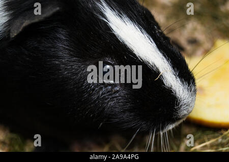 black and white Guinea pig with conjunctivitis Stock Photo