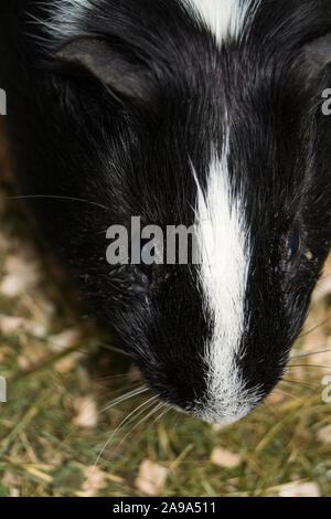 black and white Guinea pig with conjunctivitis Stock Photo