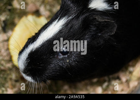 black and white Guinea pig with conjunctivitis Stock Photo