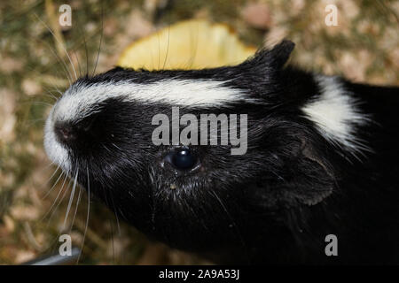 black and white Guinea pig with conjunctivitis Stock Photo