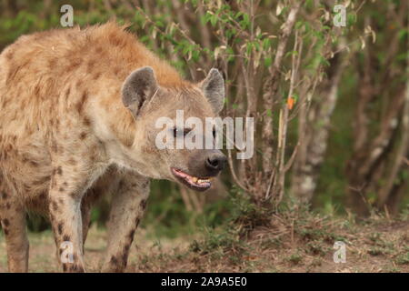 Female spotted hyena in the african savannah. Stock Photo