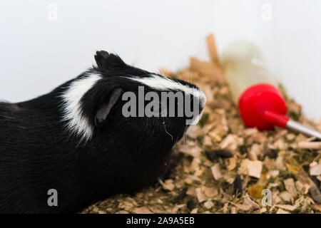 black and white Guinea pig with conjunctivitis Stock Photo