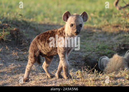 Baby spotted hyena in the african savannah. Stock Photo