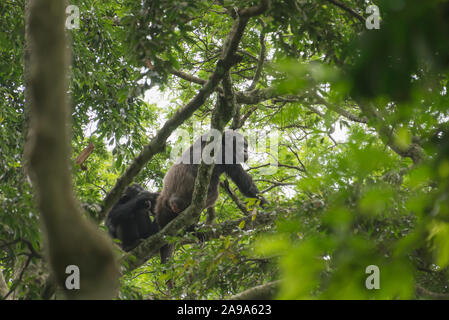 a chimpanzee climbing in the tree Stock Photo