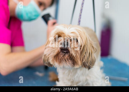 Dog clippers clearance for shih tzu