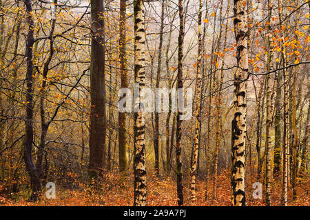 Birch and beech trees in autumn woodland after rainfall, Lake District, England, UK Stock Photo