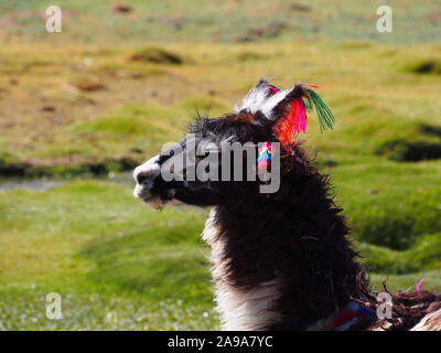 Llama in the Atacama Highlands in Chile - detail of head and neck and with the colourful wool decoration of the owner Stock Photo