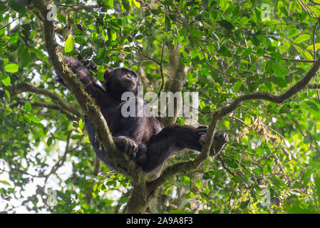 a chimpanzee is climbing up in a tree Stock Photo