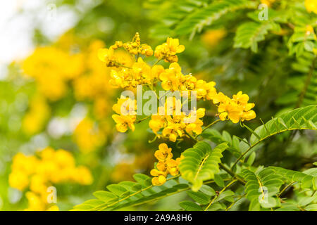 Yellow flower of rainforest cassia (Cassia surattensis Burm.) is a genus of flowering plants in the legume family, Fabaceae, and the subfamily Caesalp Stock Photo