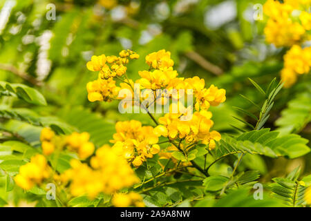 Yellow flower of rainforest cassia (Cassia surattensis Burm.) is a genus of flowering plants in the legume family, Fabaceae, and the subfamily Caesalp Stock Photo