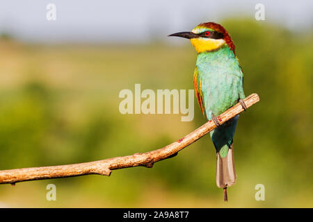 exotic colorful bird sitting on a dry branch, wild birds Stock Photo