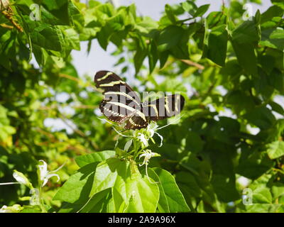 Zebra Longwing Butterfly wings semi-open about to take flight - great angle on this beautiful butterfly Stock Photo