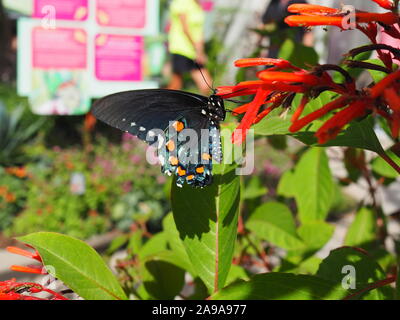 Side view of Pipevine Swallowtail butterfly feeding on flower with whole head in the flower trumpet. Unusual view of this beautiful butterfly Stock Photo