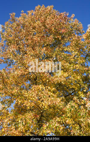 Liquidambar styraciflua 'Variegata' leaves in Autumn. Stock Photo