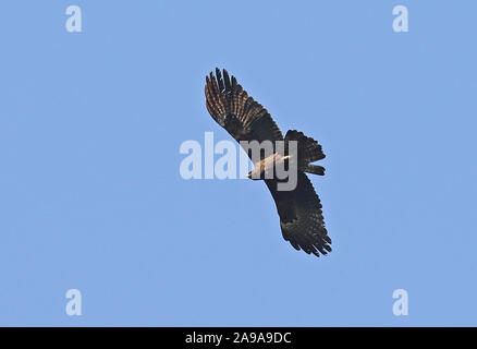Black Eagle (Ictinaetus malaiensis malaiensis) adult in flight western Taiwan                April Stock Photo
