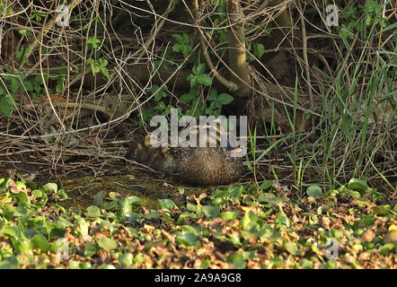 Chinese Spot-billed Duck  (Anas zonorhyncha) female with ducklings at waters edge Taiwan                   March Stock Photo