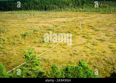 Hiking wooden trails in pine forest and swamp, Estonia Stock Photo