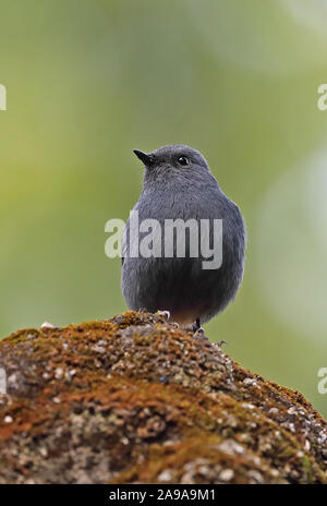 Plumbeous Water-redstart (Phoenicurus fuliginosus affinis) adult male perched on mossy roof Dasyueshan National Forest, Taiwan                April Stock Photo