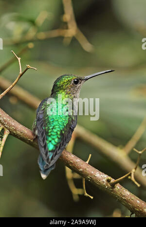Green-crowned Woodnymph  (Thalurania fannyi verticeps) adult female perched on branch Sachatamia Lodge, Mindo, Ecuador             February Stock Photo