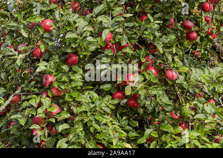 An apple tree with many fresh ripe red apples hanging on the branches. Harvest ripe fruits on an agricultural fruit farm. Stock Photo