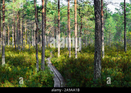 Hiking wooden trails in pine forest and swamp, Estonia Stock Photo