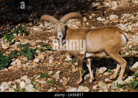 Male Mouflon (Ovis orientalis orientalis) a species of wild sheep Stock Photo