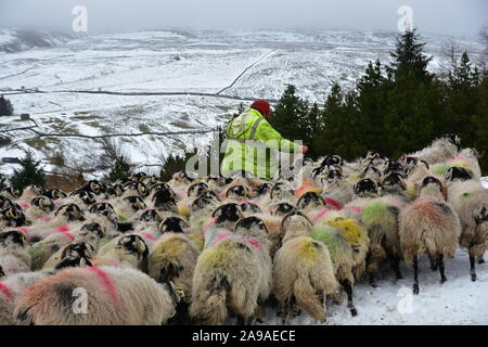 Farmer feeding sheep in Winter snow, Swaledale , North Yorkshire Stock Photo