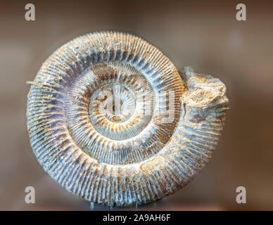 Stephanoceas freycincti (Ammonit) fossil. Ammonites are extinct marine invertebrates. They first appeared in the Late Silurian to Early Devonian perio Stock Photo