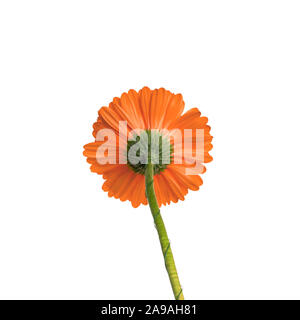 Yellow gerbera flower isolated on a white background. Gerbera jamesonii Back view Stock Photo