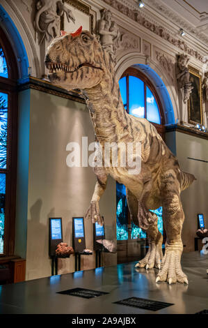 Mechanical model of a Allosaurus fragilis.  Allosaurs were large carnivorous reptiles that lived during the late Jurassic period (155 to 145 million y Stock Photo