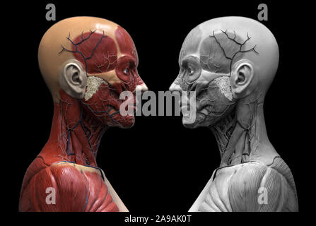 Human body anatomy of a woman muscles structure of a female, front view side view and perspective view, 3d render Stock Photo
