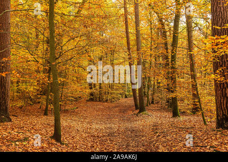 Beautiful autumnal colours in woodland in Ecclesall Woods in Sheffield, South Yorkshire, England, UK Stock Photo