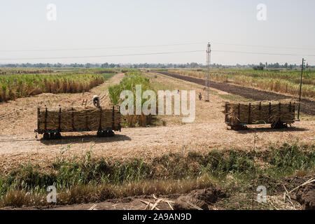 Qena, Egypt, April 28, 2008: Carts of sugarcane wait to be transported in sugar cane plantations in Qena, Egypt. Stock Photo