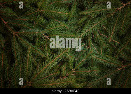Christmas tree fir branches background. Low light scene. Top view, flat lay. Stock Photo