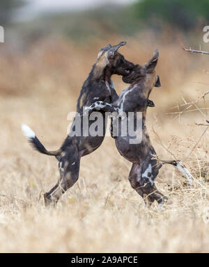 AFRICA: Two wild dogs get up close and personal. DANCING to the afrobeat! Remarkable photos show a wide variety of African animals strutting their fun Stock Photo