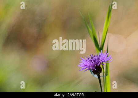 Blooming brown knapweed (Centaurea jacea) with a leaves of a hay in a sunny meadow Stock Photo
