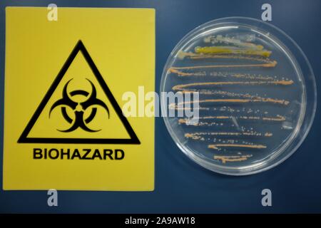 Biohazard sign and bacteria on agar surface Stock Photo