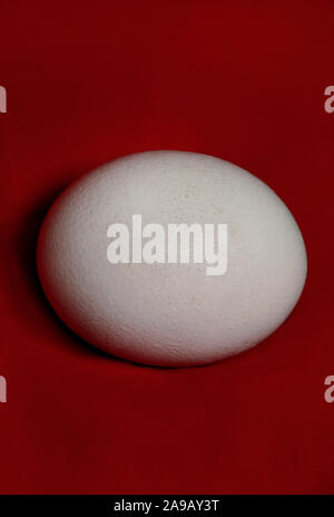 Big ostrich egg isolated on a red background, close up. Organic fresh egg. Concept of healthy food. Ostrich egg as symbol of birth. Stock Photo