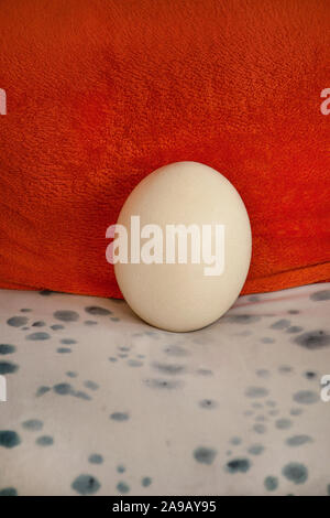 Big ostrich egg isolated on background of orange and white with black polka dot. Fresh egg. Concept of healthy food. Ostrich egg as symbol of birth. Stock Photo