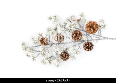 Snow covered evergreen branch with pine cones isolated over white background. Stock Photo