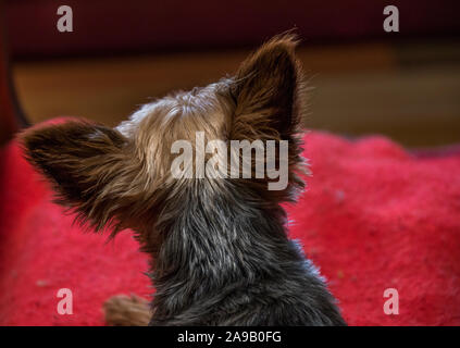 The head and neck of a small brown pet dog lying on a red blanket seen from behind image in horizontal format with copy space Stock Photo