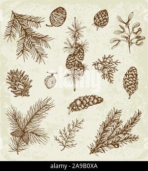 Set of winter evergreen plants and cones. Decorative vintage elements for Christmas and new year design. Hand drawn illustration. Stock Vector