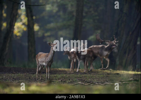 Fallow Deer ( Dama dama ), young male with pointed antlers with roaring stag and hinds in background, moody light, Europe. Stock Photo