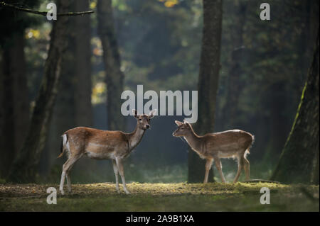 Fallow Deer ( Dama dama ), two females, hinds, standing on a clearing in a spotlight, autumnal colored woods, Europe. Stock Photo